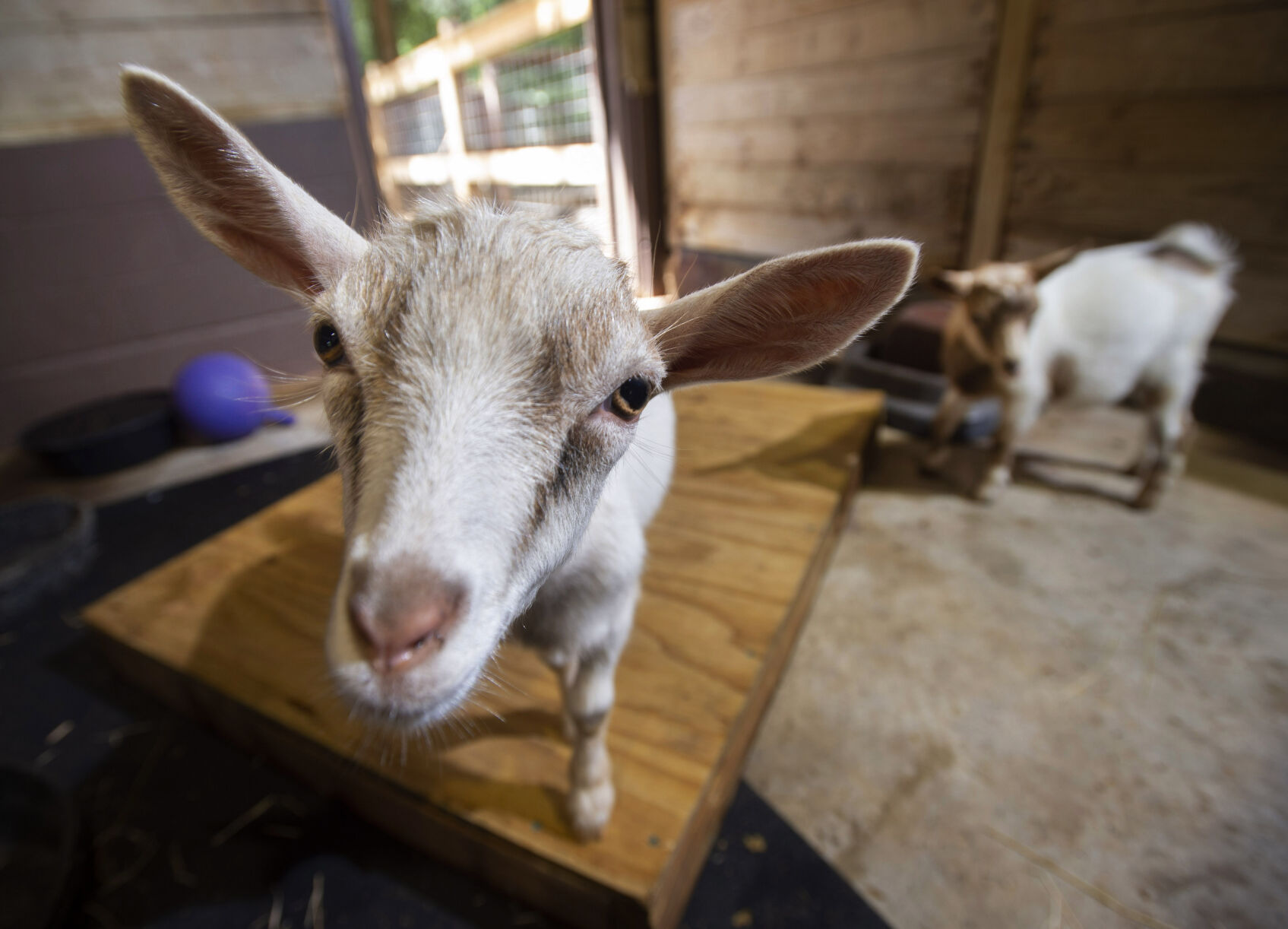 BR.wildartzoopygmygoats.adv TS 07.jpg